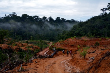 Illegal logging by Dharma Satya Nusantara (DSN) Palm OIl Company in virgin forest June 2013)