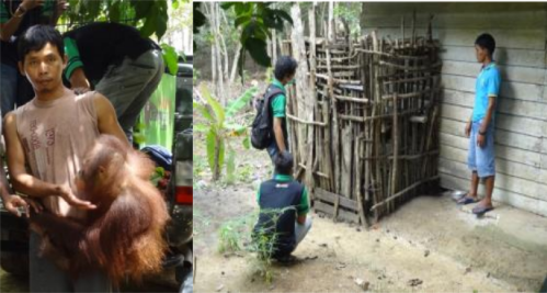 Left: The previous owner carrying Molly to the transport cage of the forestry police, who confiscated her, to bring her to SOC. Right: Molly’s previous “home” for two years with SOC staff on the left and a family member of the owner on the right. 