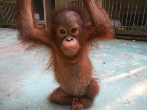 Figure: Baby orangutan Aming, the second new arrival this month